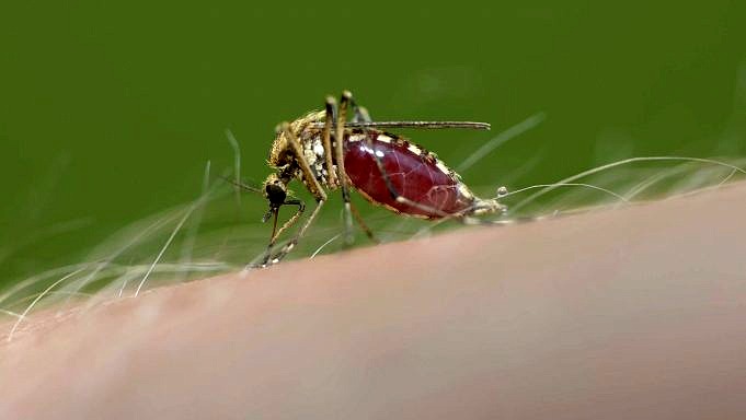 Wie Man Mücken Draußen Schnell Und Einfach Loswird
